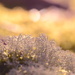 Lichen by francoise