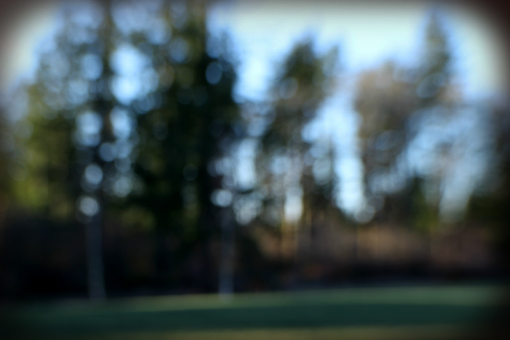 Lensbaby in the Trees by nanderson