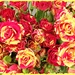 Bunch of Roses for my Dad by leestevo