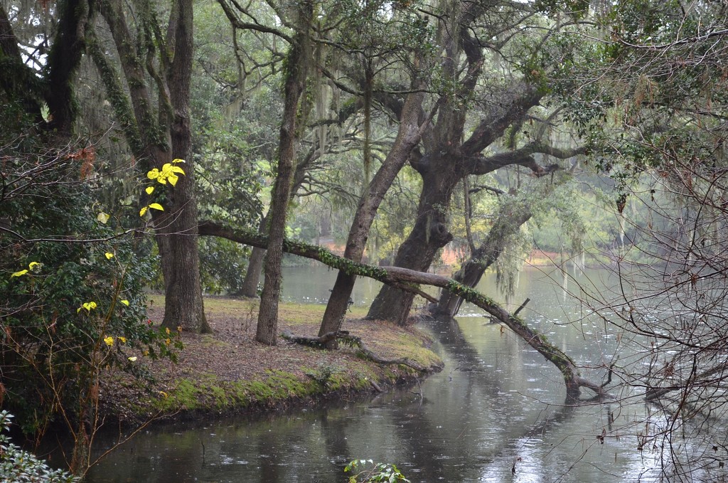 Rainy afternoon, Charles Towne Landing State Historic Site, Charleston, SC by congaree