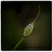Another from my Agapanthus fun by rustymonkey