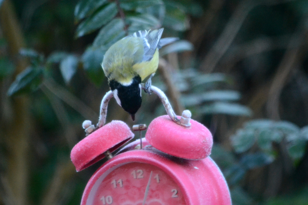 Coal Tit on a frosty alarm clock by richardcreese