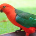 King Parrot 1 by terryliv