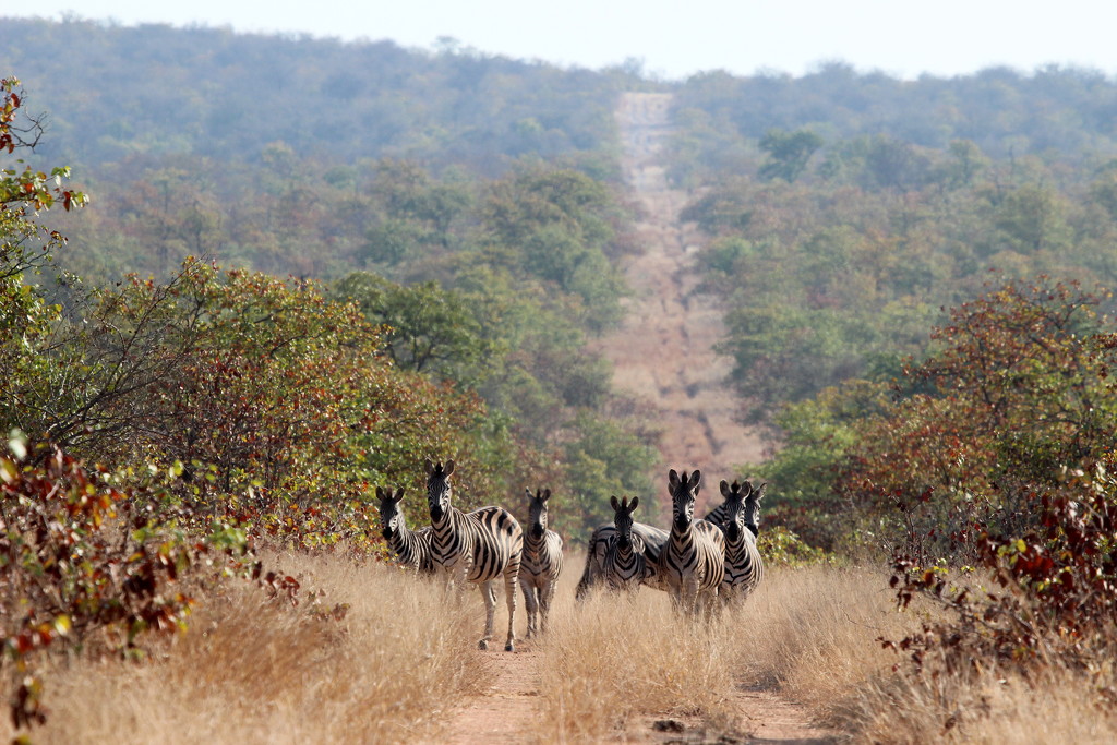 Zebra crossing by eleanor