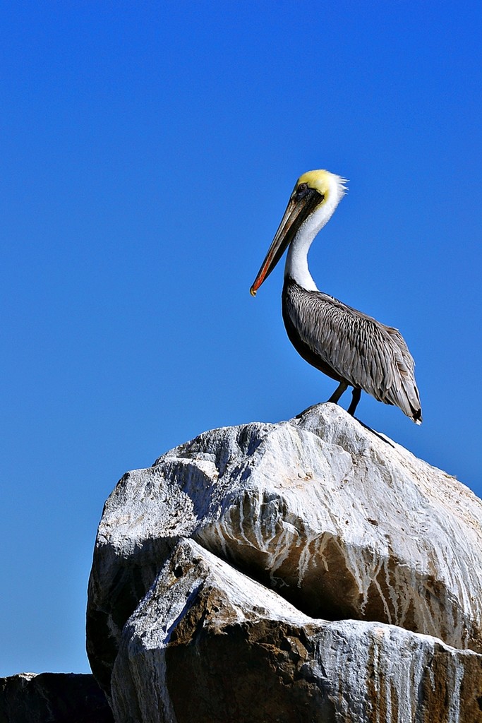 Lone pelican  by soboy5