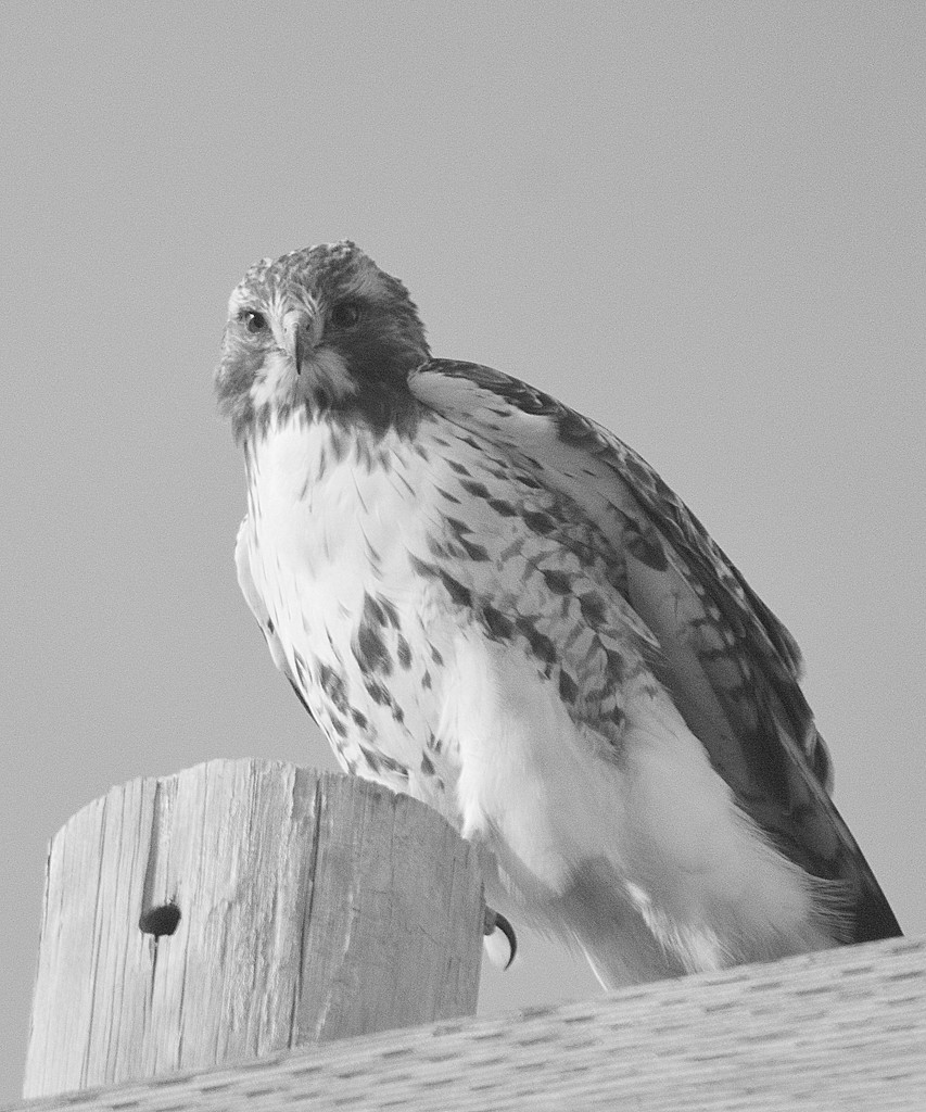 New Year's Day Hawk by kareenking