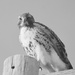 New Year's Day Hawk by kareenking