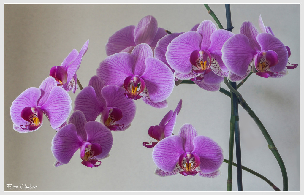 Purple Orchid by pcoulson