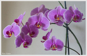 2nd Jan 2015 - Purple Orchid