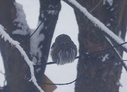 2nd Jan 2015 - Owl