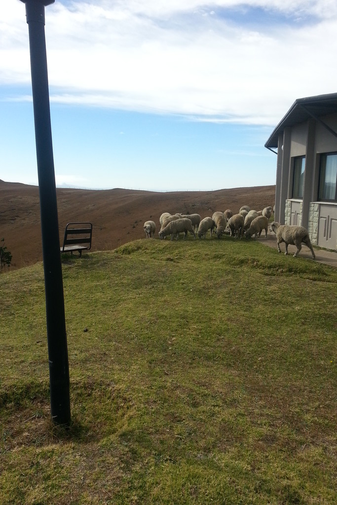 Lawn mowers at Witsieshoek by eleanor