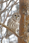 2nd Jan 2015 - Barred OWL!