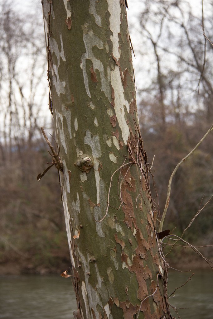 Treebark camo by randystreat