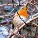Robin on Starling Watch by julienne1