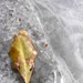 January 2: Frozen by daisymiller