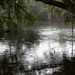 View from my umbrella, Charles Towne Landing State Historic Site by congaree