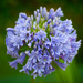 Open Agapanthus and a bonus bee! by gigiflower
