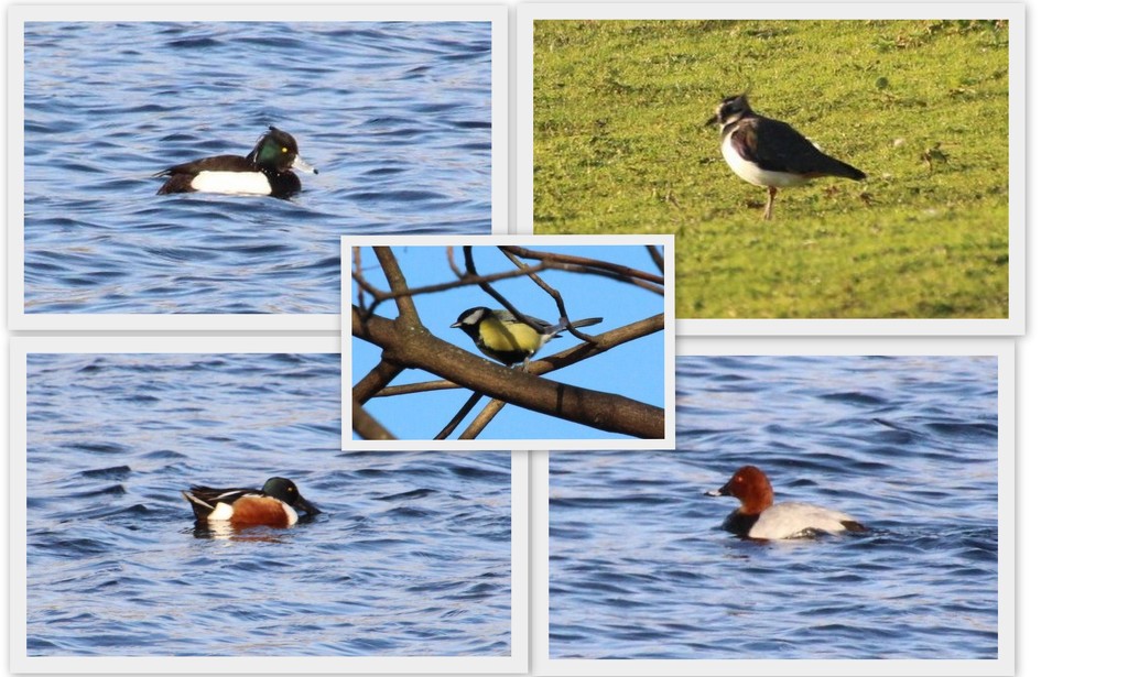 Birds @ Colwick Country Park by oldjosh