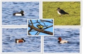 2nd Jan 2015 - Birds @ Colwick Country Park