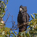 Black Cockatoo by gosia