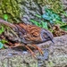 DUNNOCK LOOKING DOWN by markp