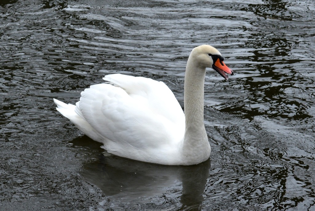 Swan by pavlina