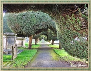 3rd Jan 2015 - An Avenue of Yew Trees.
