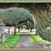 An Avenue of Yew Trees. by ladymagpie