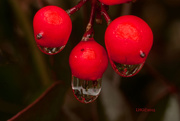 2nd Jan 2015 - Nandina berries