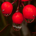 Nandina berries by rontu