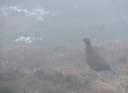 3rd Jan 2015 - Red Grouse