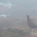 Red Grouse by roachling