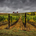 Walla Walla Vintners by pflaume