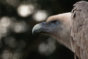 3rd Jan 2015 - Vulture