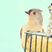 Birds Love Suet by mhei