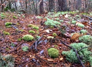 3rd Jan 2015 - Mossy Forest Floor