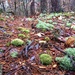 Mossy Forest Floor