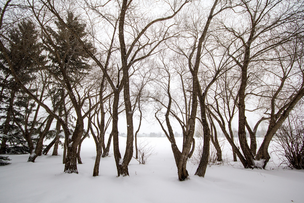 Winter Wood by kph129