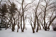 2nd Jan 2015 - Winter Wood