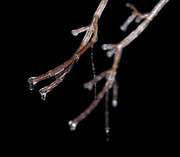 3rd Jan 2015 - Ice Storm Flash