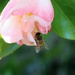 Bee in Flower by markandlinda