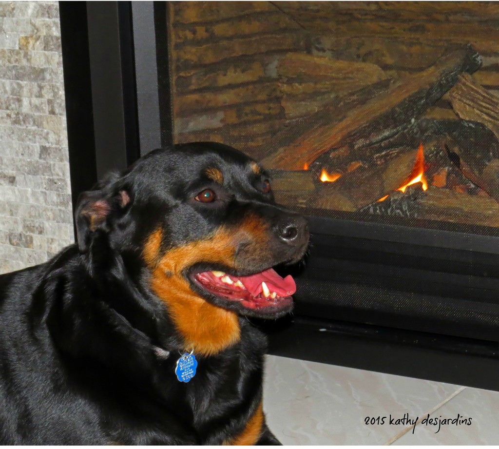Libby loves the fireplace by kathyo