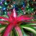 Tropical Christmas by eudora