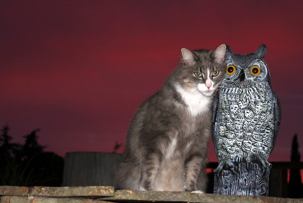 The owl and the pussy cat...... by gilbertwood