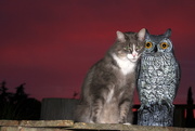 3rd Jan 2015 - The owl and the pussy cat......