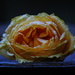 Last rose by jankoos