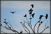 4th Jan 2015 - A Murder of Crows