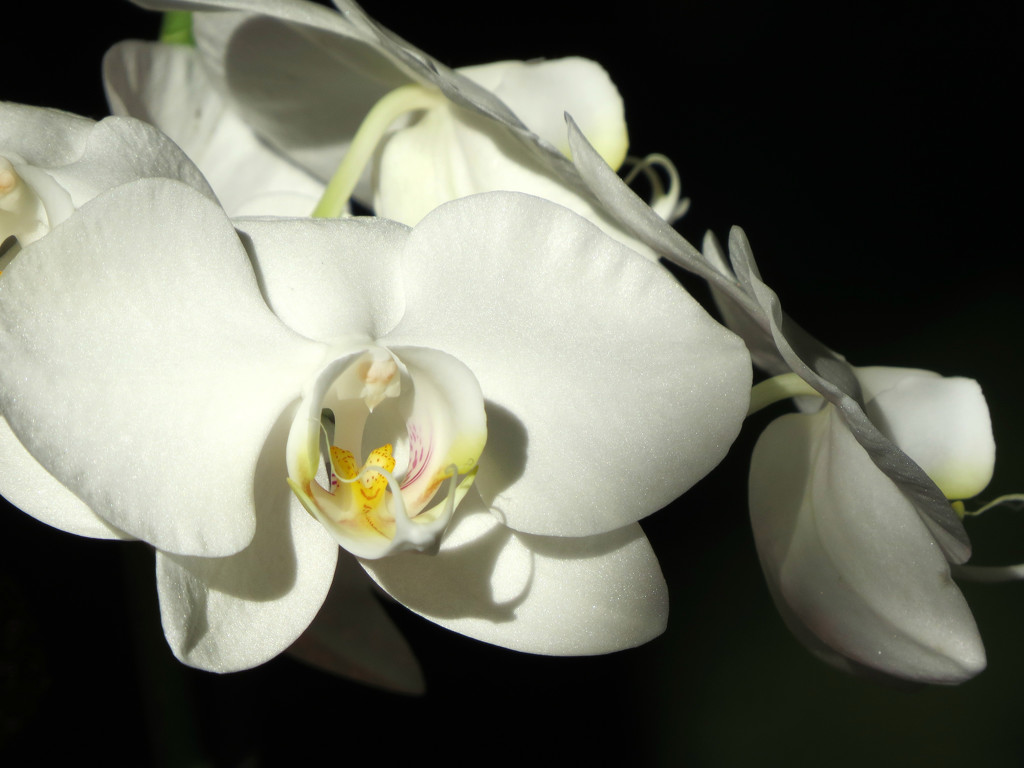 White Orchid by seattlite