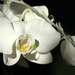 White Orchid by seattlite