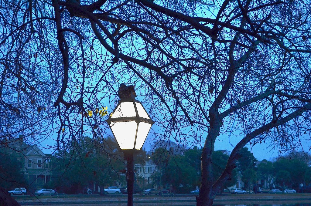 Lamplight and bare trees, Colonial Lake, Charleston, SC by congaree
